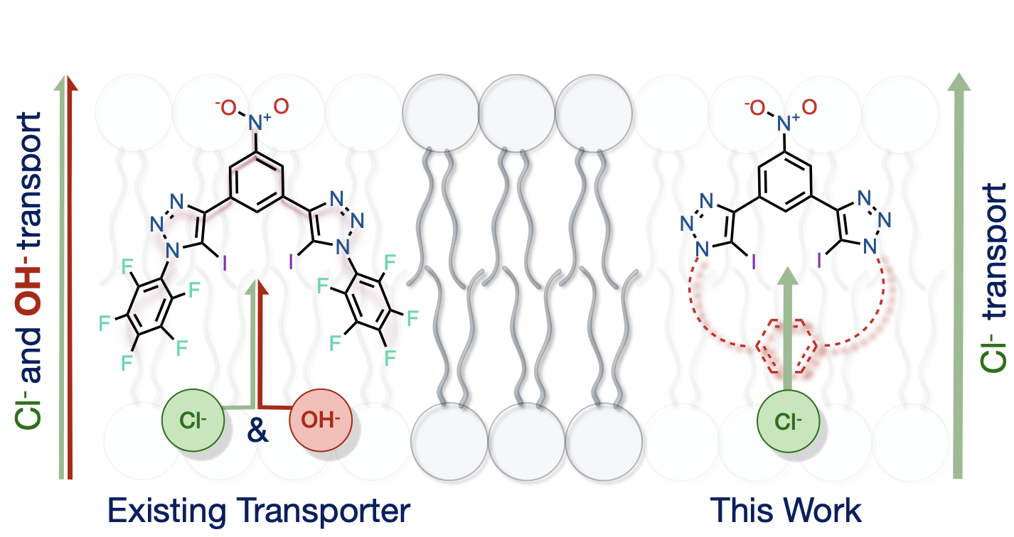 Chloride Selective Transporters Abstract