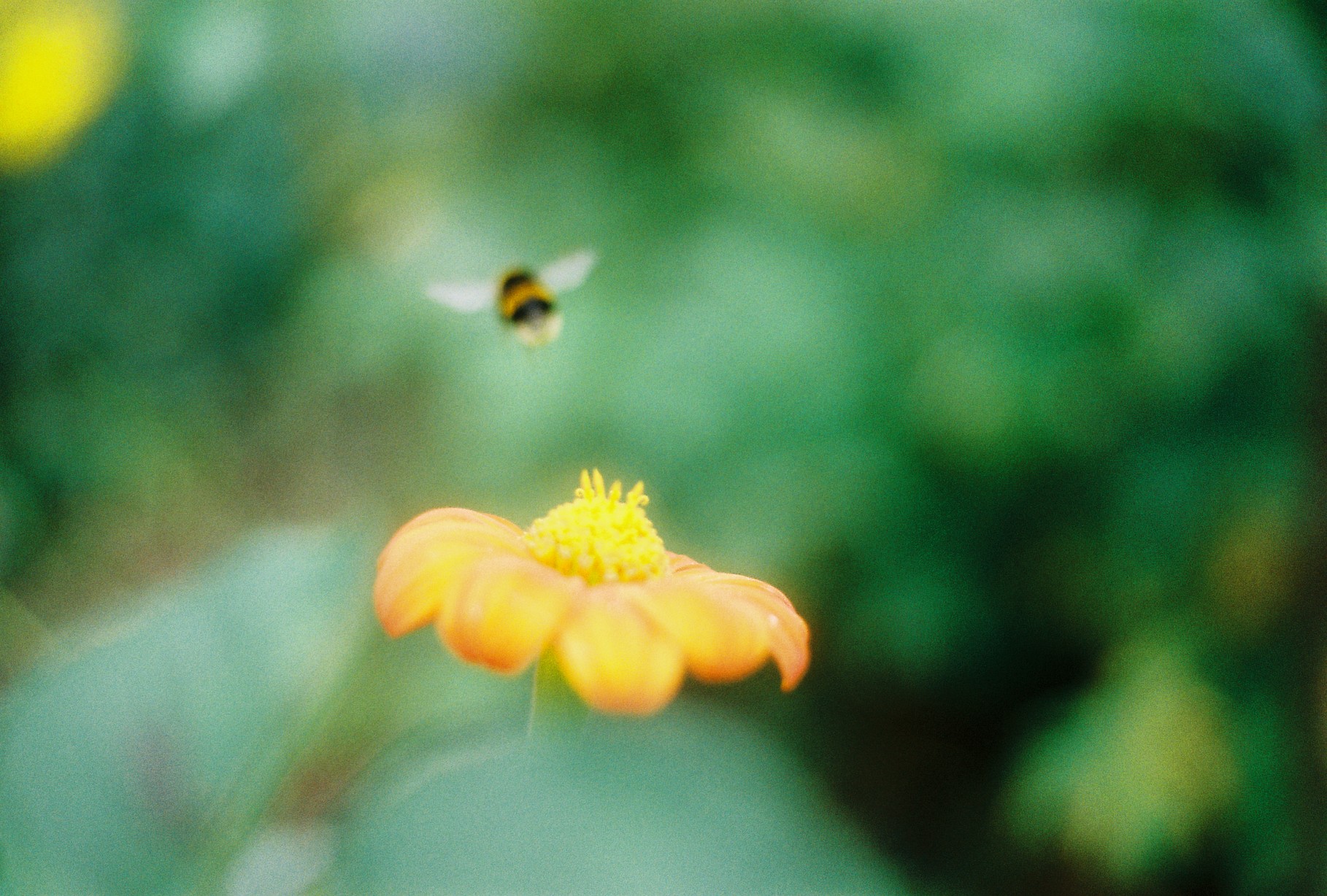 Close-up of a bumblebee