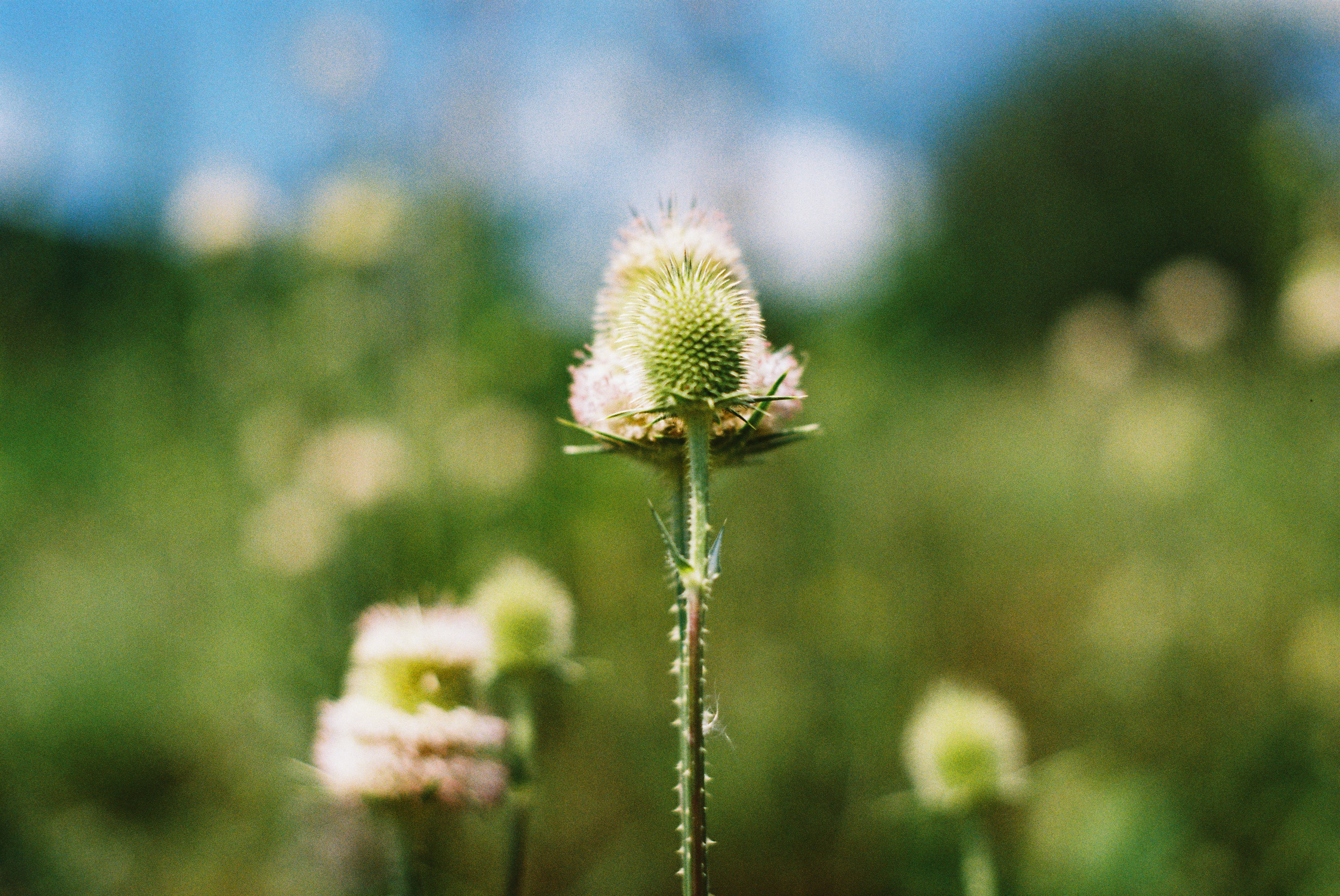 Flower detail