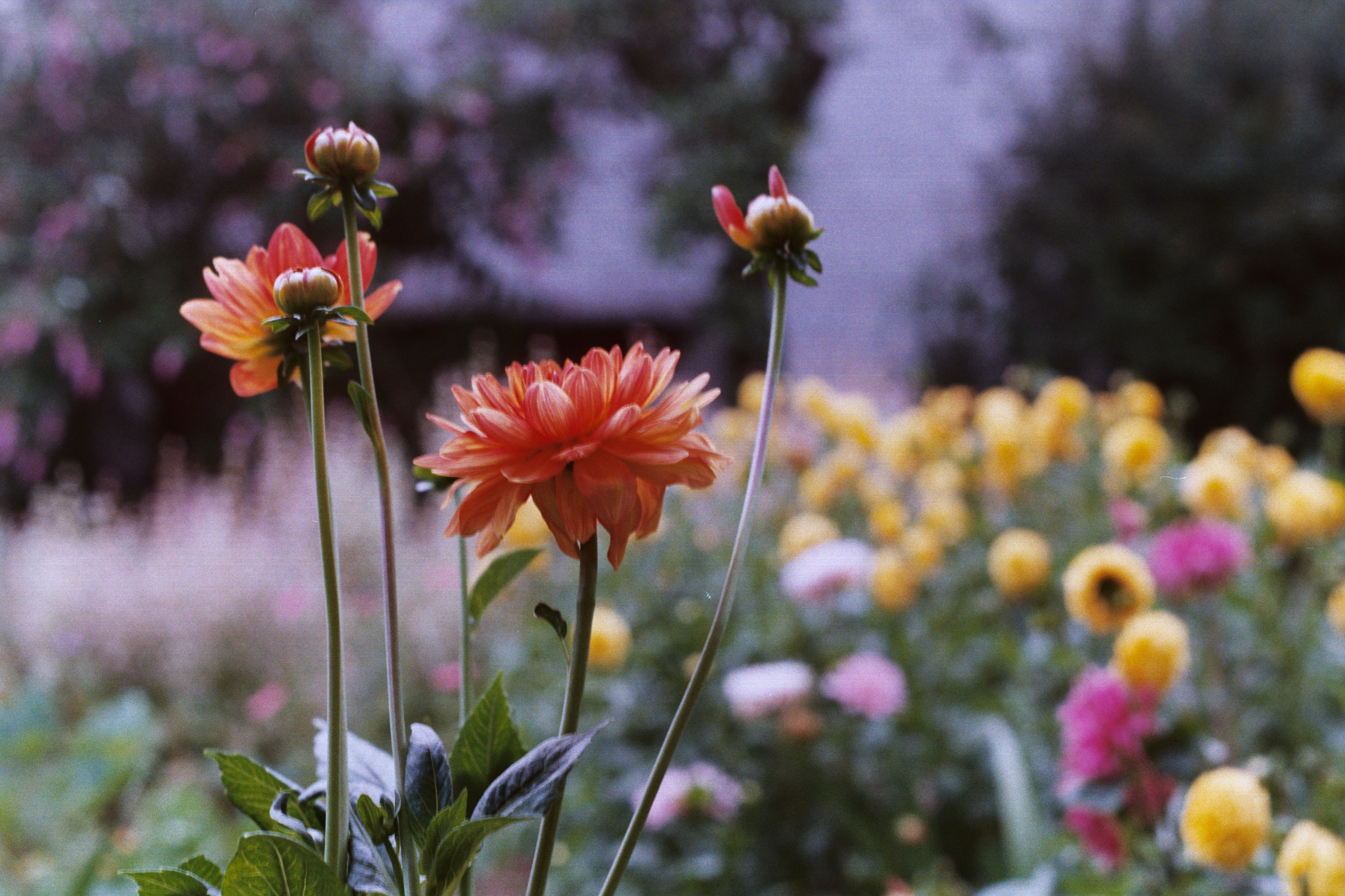 Flower in karst region